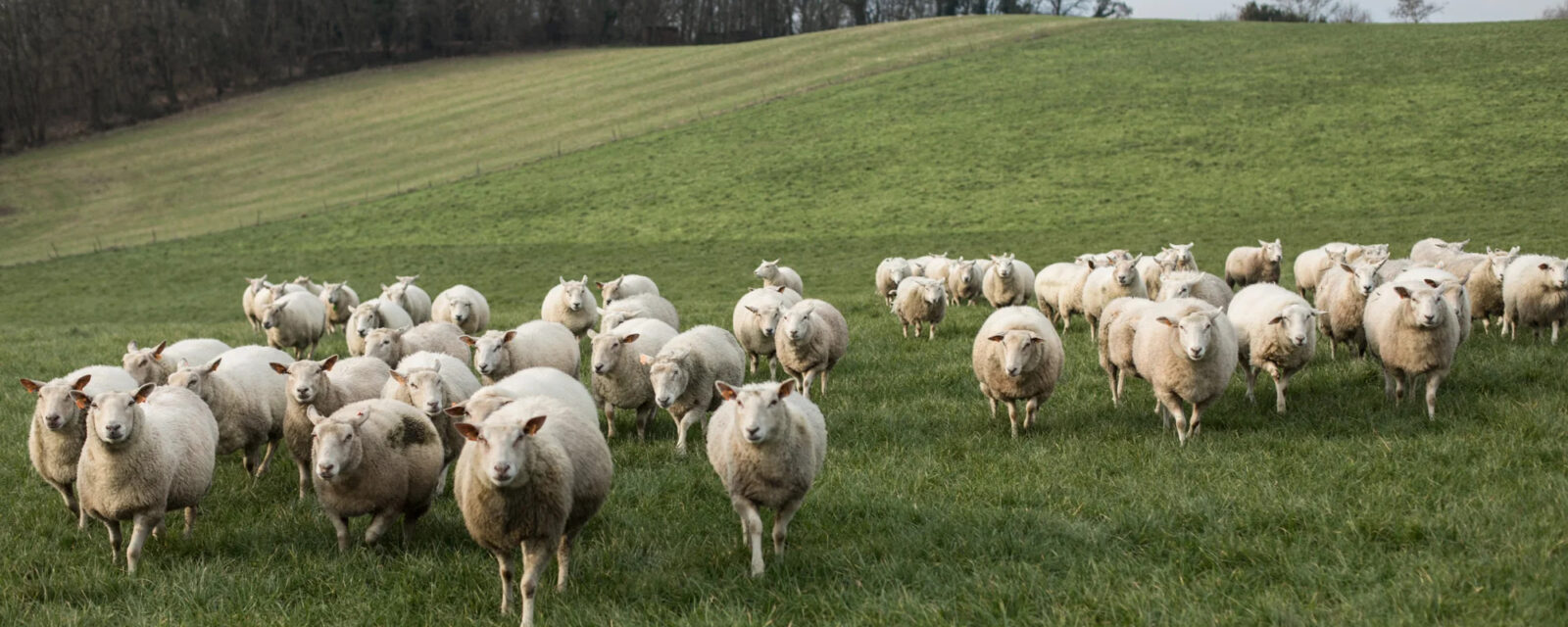 schapen foto van jeroenverrecht