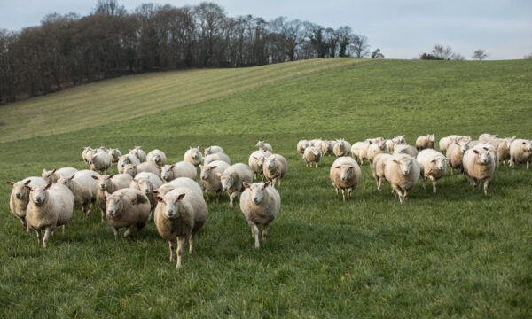 schapen foto van jeroenverrecht