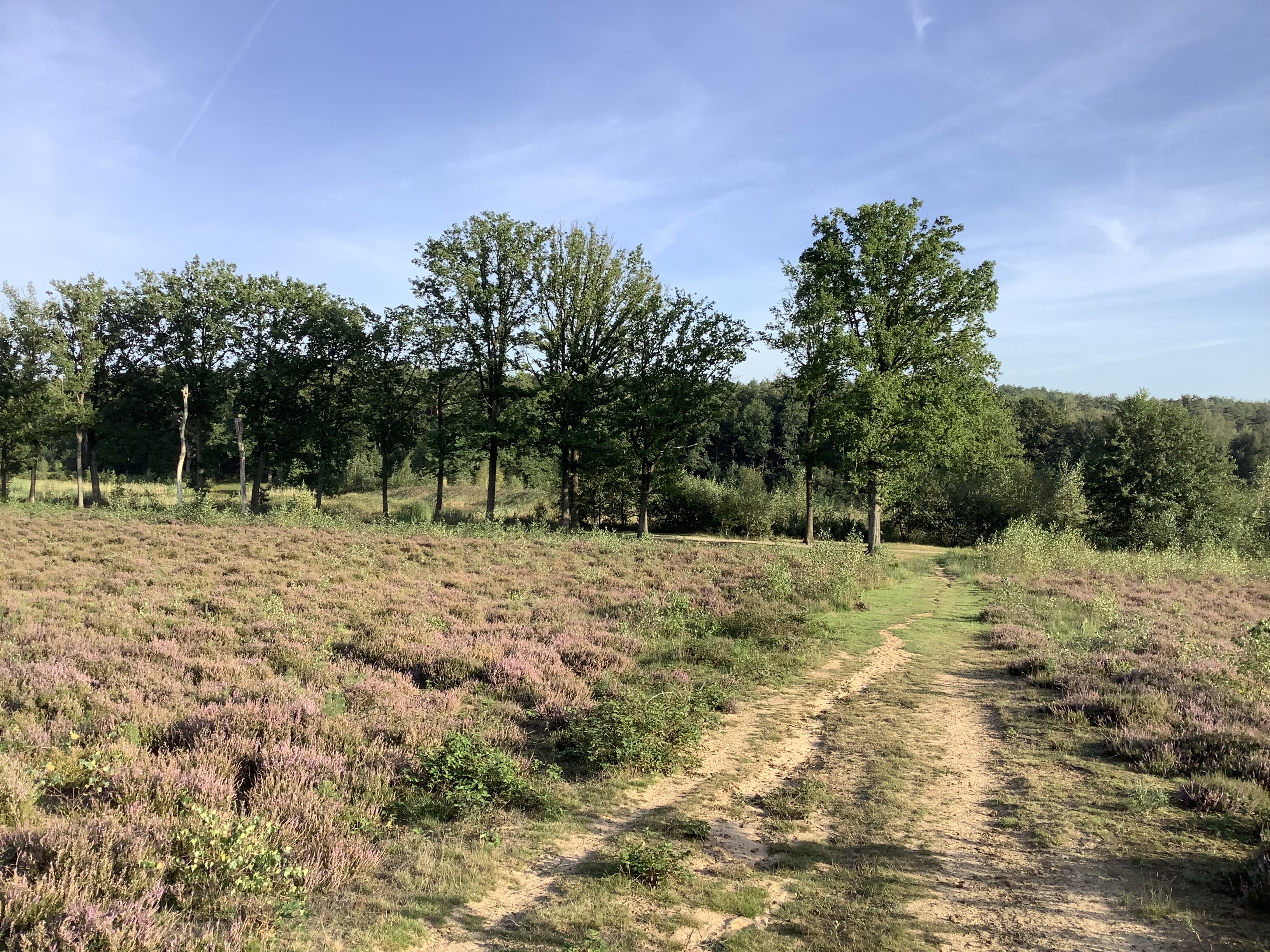 Heide en bos in Landschapspark de Merode
