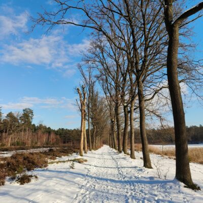 Wandelpad in de sneeuw Averbode Bos en Heide