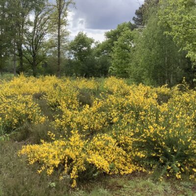 Natuurgebied Dassenaarde gele bloemen