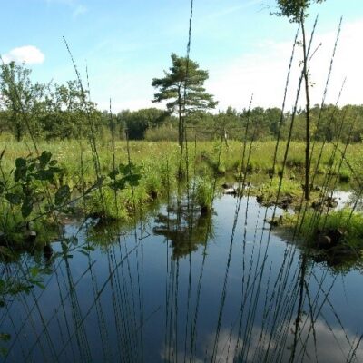 Natuurgebied Goor