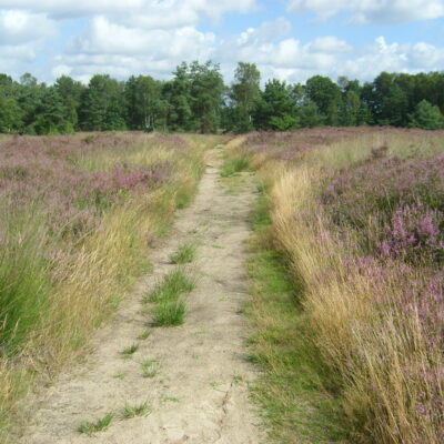 Heidelandschap Averbode Bos en Heide