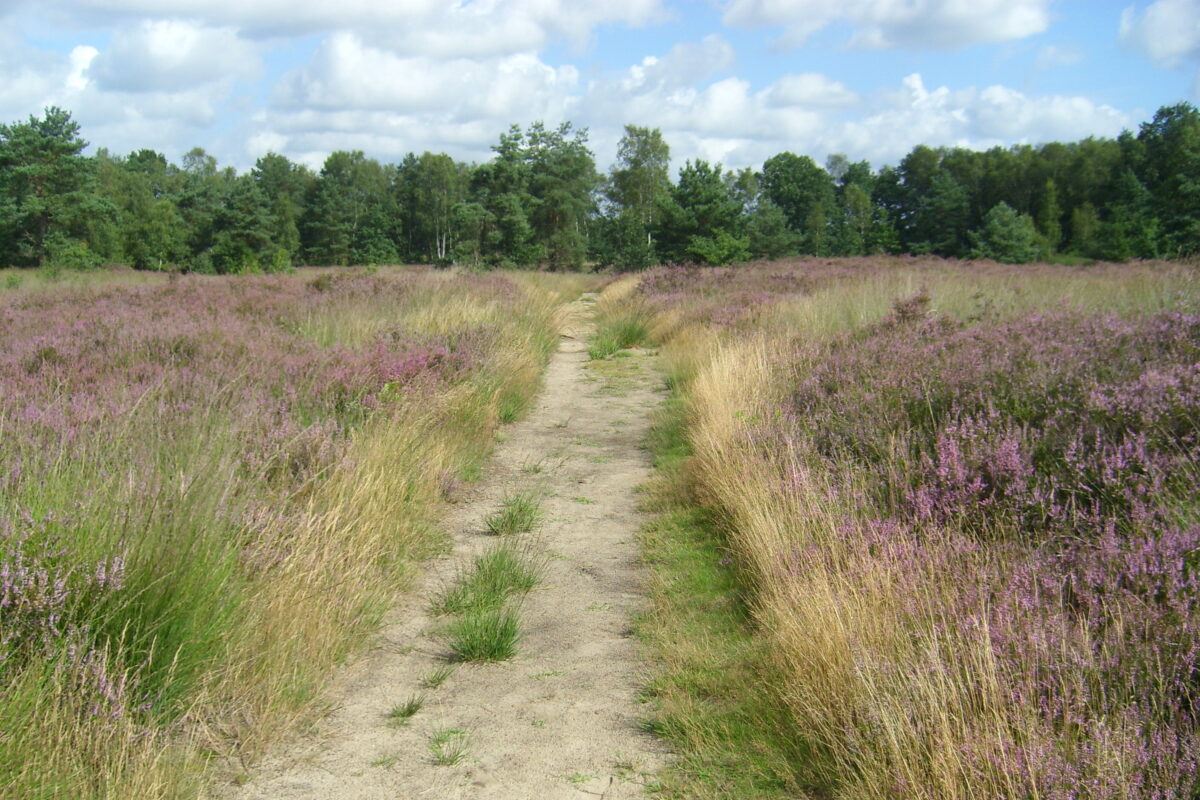 Heidelandschap Averbode Bos en Heide