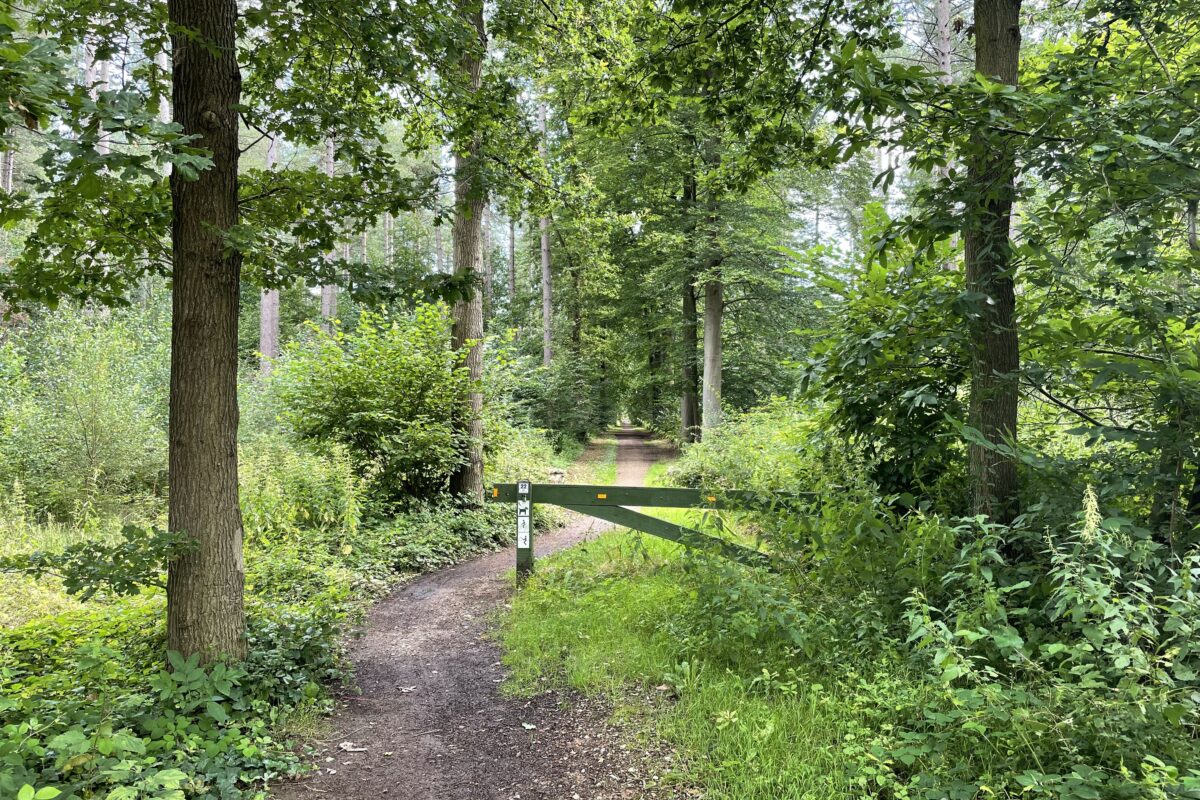 Bosgebied tussen Westerlo en Gerhagen