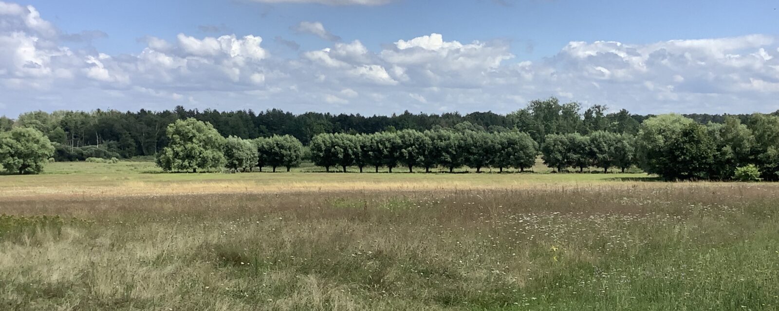 Dassenaarde