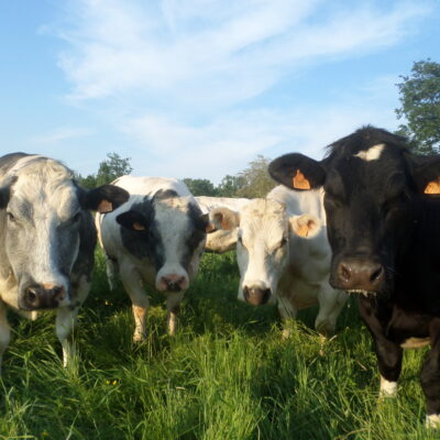 Hoeveslagerij Ter Hees 2