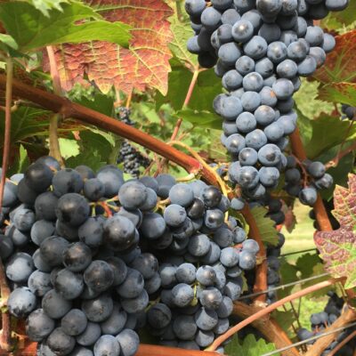 Ten Kapittelberg druiven