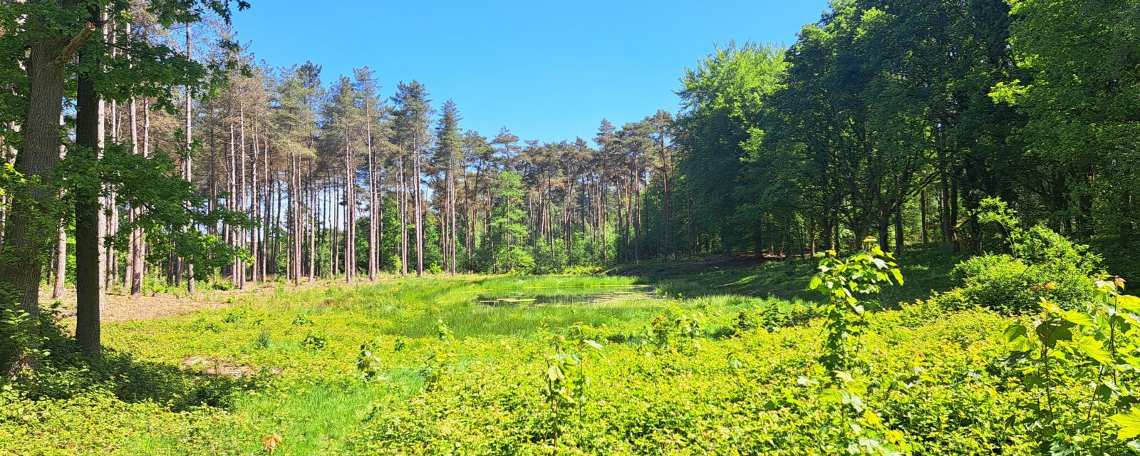Ven- en heideherstel Dassenaarde