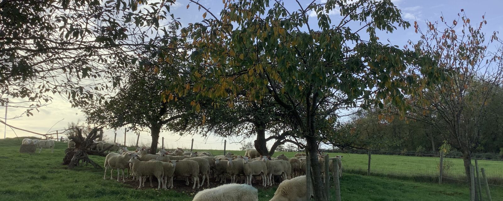 Schapen bij het Nijswolkje